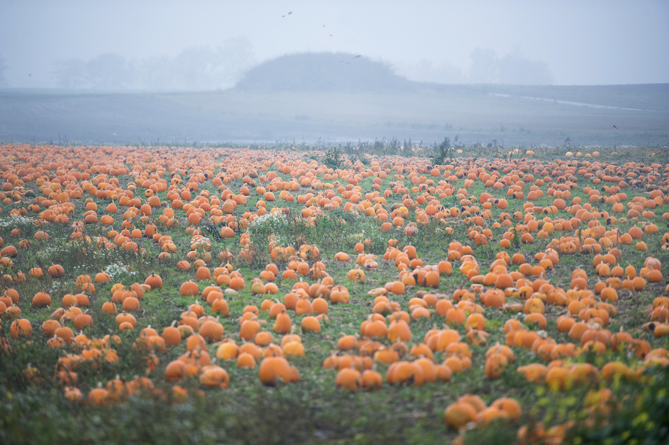 Halloweenpumpor hos pumpaodlaren Leif Nilsson. Arkivbild. Foto: Emil Langvad/TT