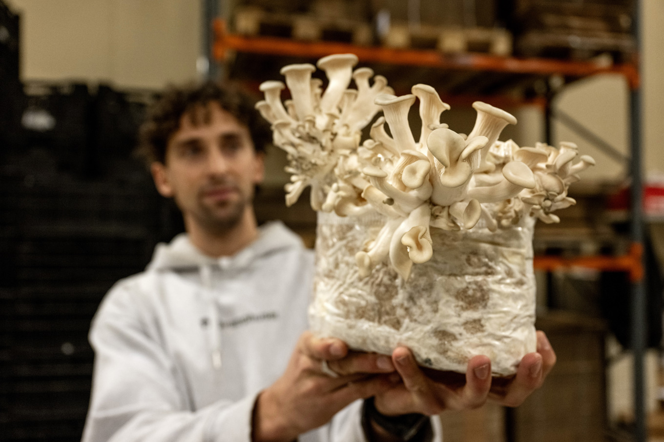 Grå ostronskivling är en av de lättaste svamparna att odla själv. Fabian Omne håller upp ett block. Foto: Christine Olsson/TT