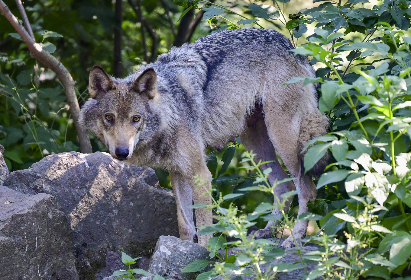 En varg på Skansen i Stockholm. Arkivfoto. Foto: Jonas Ekströmer/TT