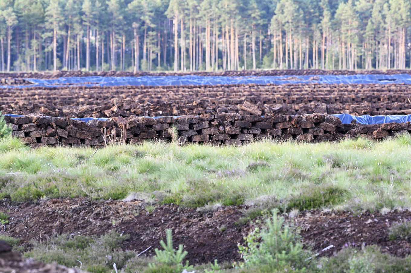 Klimataktivisterna tog sig bland annat in på Hällarydsmossen och började gräva igen diken. Arkivbild. Foto: Mikael Fritzon/TT