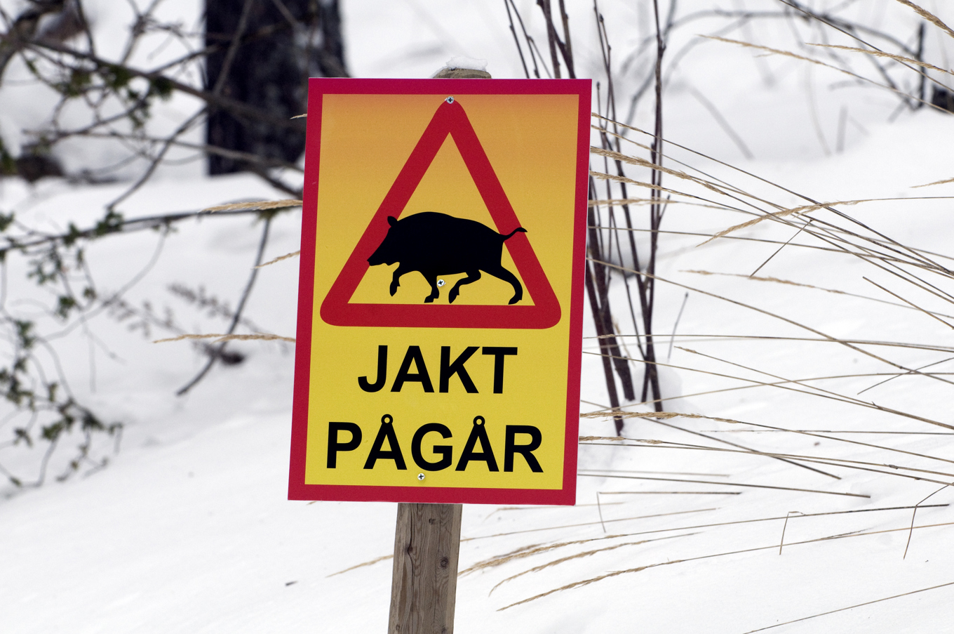 En jägare sköt två ponnyer som han misstog för vildsvin. Arkivbild. Foto: Lars Pehrson/SvD/ TT