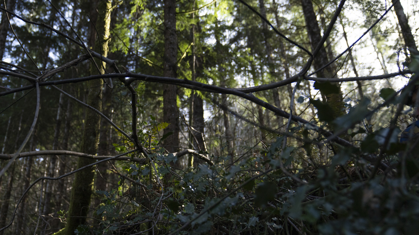 Två män har hittats döda i en skog i delstaten Washington. Arkivbild. Foto: Jenny Kane/AP/TT