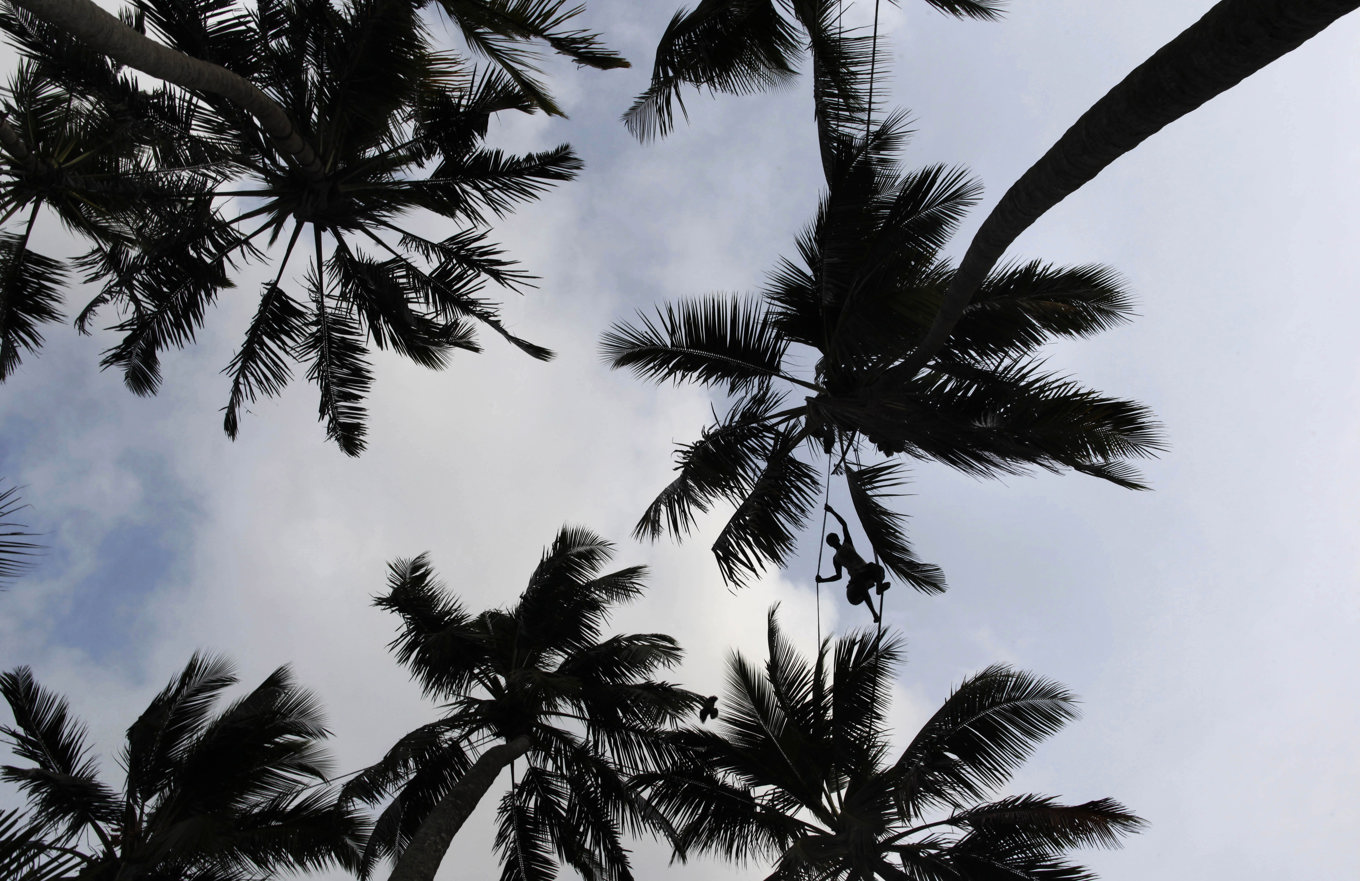 Guadeloupe tar bort några av sina berömda palmer för att hindra erosionen. Arkivbild. Foto: Gemunu Amarasinghe/AP/TT