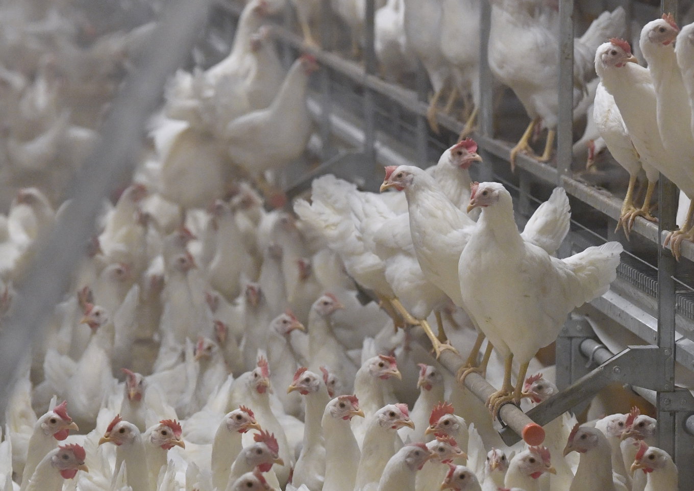 Fågelinfluensa sprids bland annat bland annat i djurhållning. Arkivbild. Foto: Johan Nilsson/TT