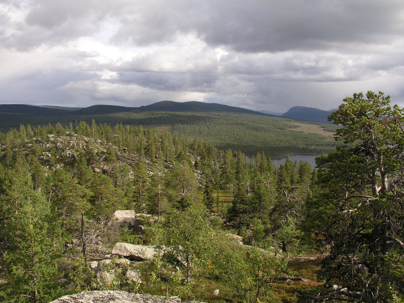 Värdet på gröna svenska värdepapper ökar kraftigt. Arkivbild. Foto: Olli Manninen/Naturskyddsföreningen/TT
