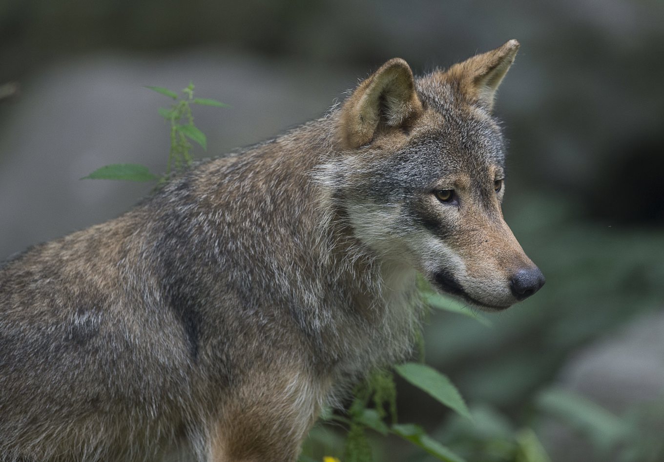 Jägare sköt en varg som upplevdes som hotfull i helgen. Arkivbild. Foto: Jonas Ekströmer/TT