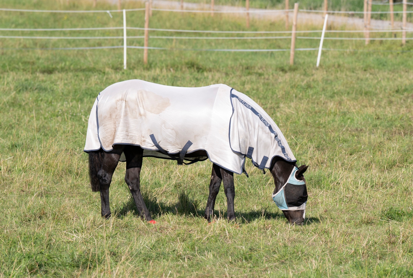 Ryttaren nekar till anklagelserna och välkomnar en utredning. Arkivbild. Foto: Fredrik Sandberg/TT