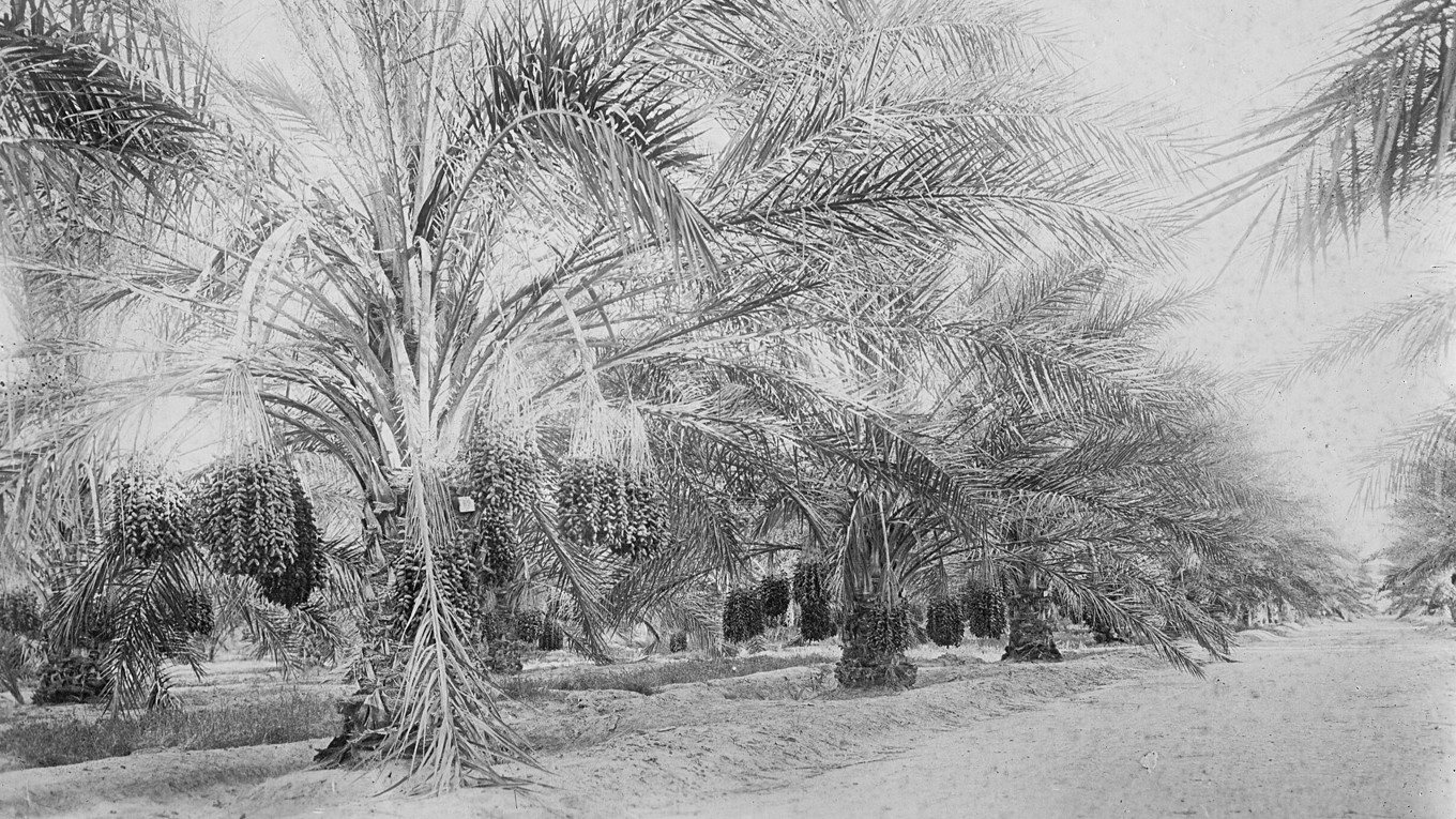 Albert Camus föddes i Franska Algeriet – en miljö som gav ljus och färg till hans författarskap. Foto: Public Domain