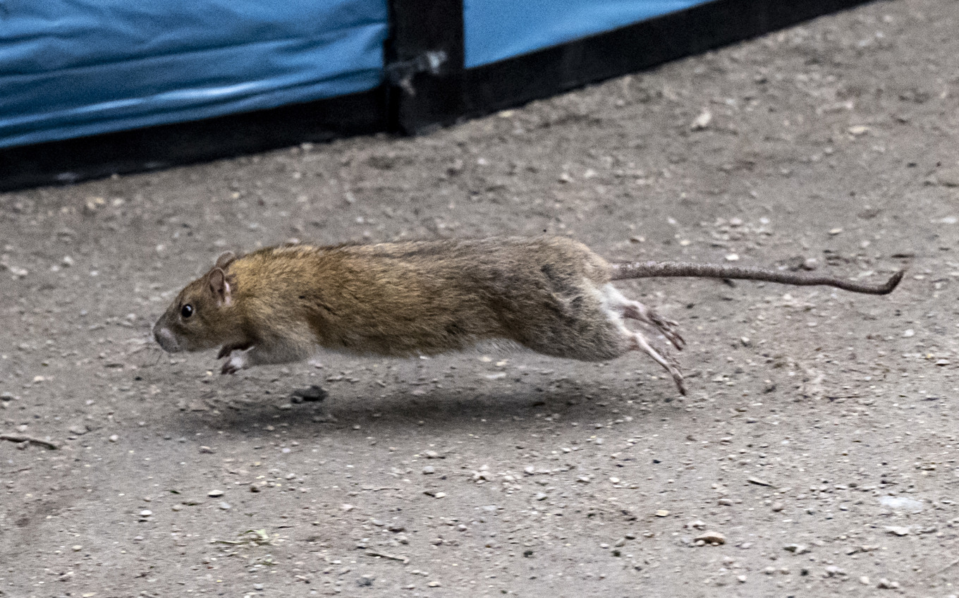 Enligt en ny studie kan ökade råttbestånd i städer kopplas till ett varmare klimat. Arkivbild. Foto: Johan Nilsson/TT