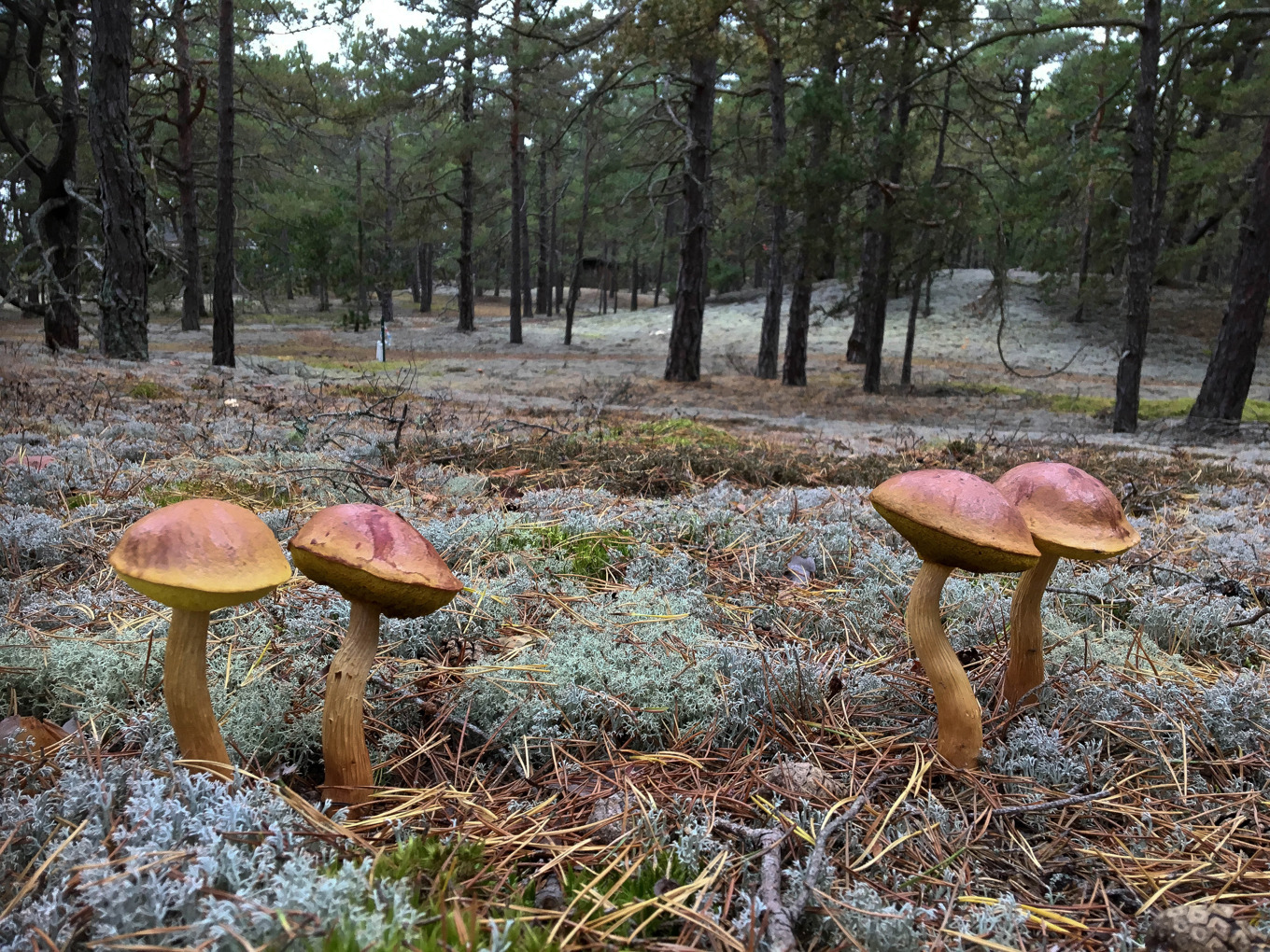 Svampen ribbsopp är här för att stanna. Svampen upptäcktes för första gången i Sverige 2017. Arten expanderar mycket snabbt i våra allra mest artrika sandtallskogar. Foto: Tommy Knutson/SLU/TT