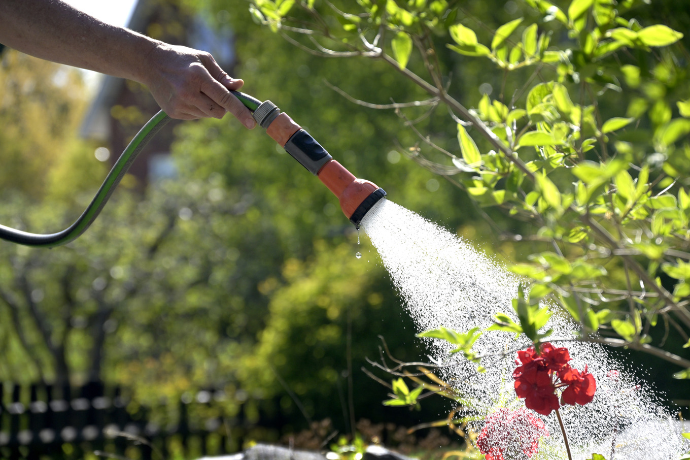Bevattningsförbudet på Gotland gäller från den 15 april. Arkivbild. Foto: Janerik Henriksson/TT