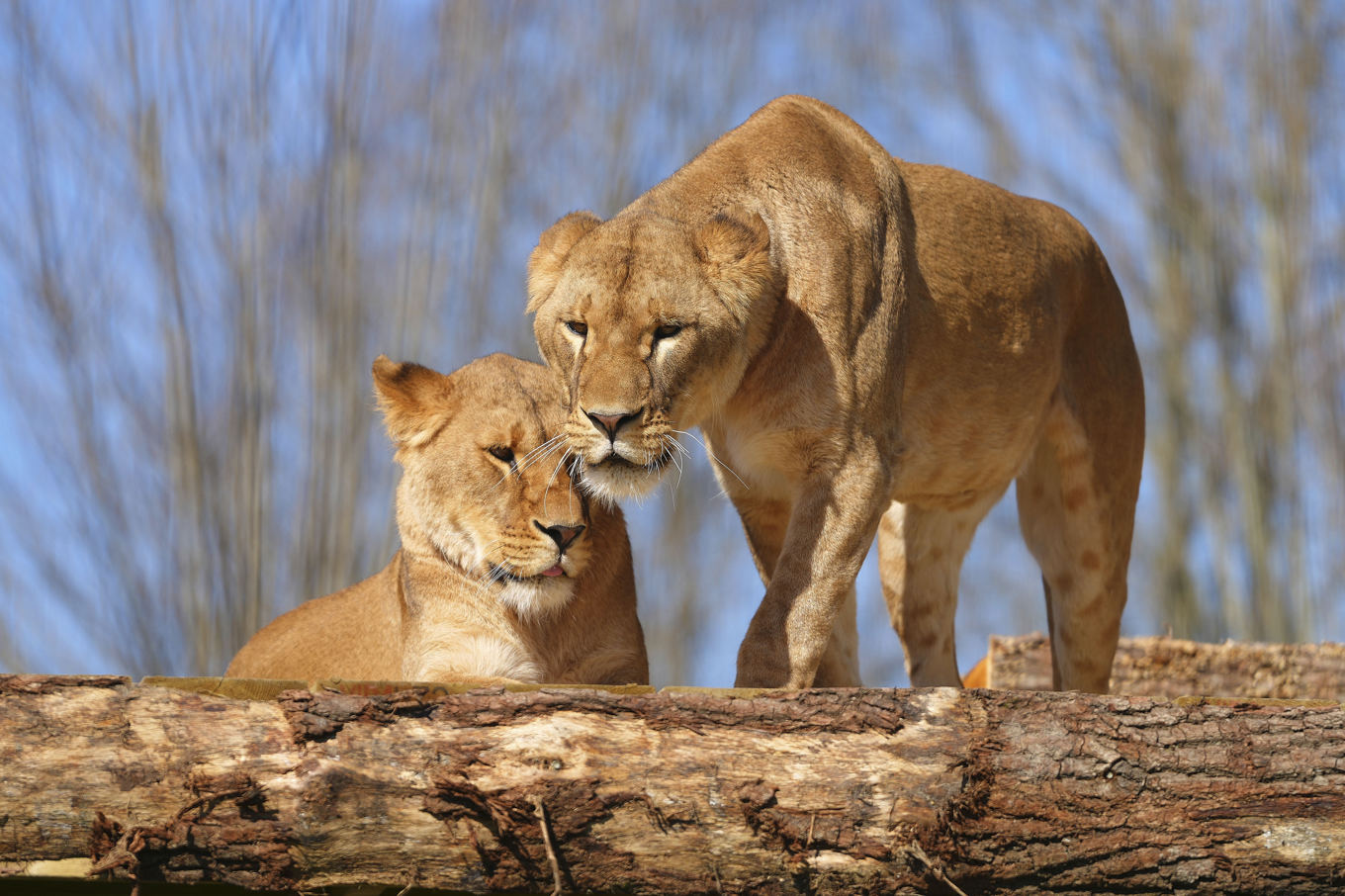 Lejonsystrarna Amani och Lira är två av fem lejon som har räddats från kriget i Ukraina och förts till en fristad i England. Foto: Kirsty Wigglesworth/AP/TT