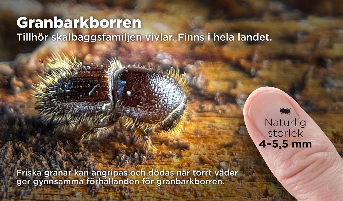 Så skadar granbarkborren träden. Foto: Anders Humlebo/TT