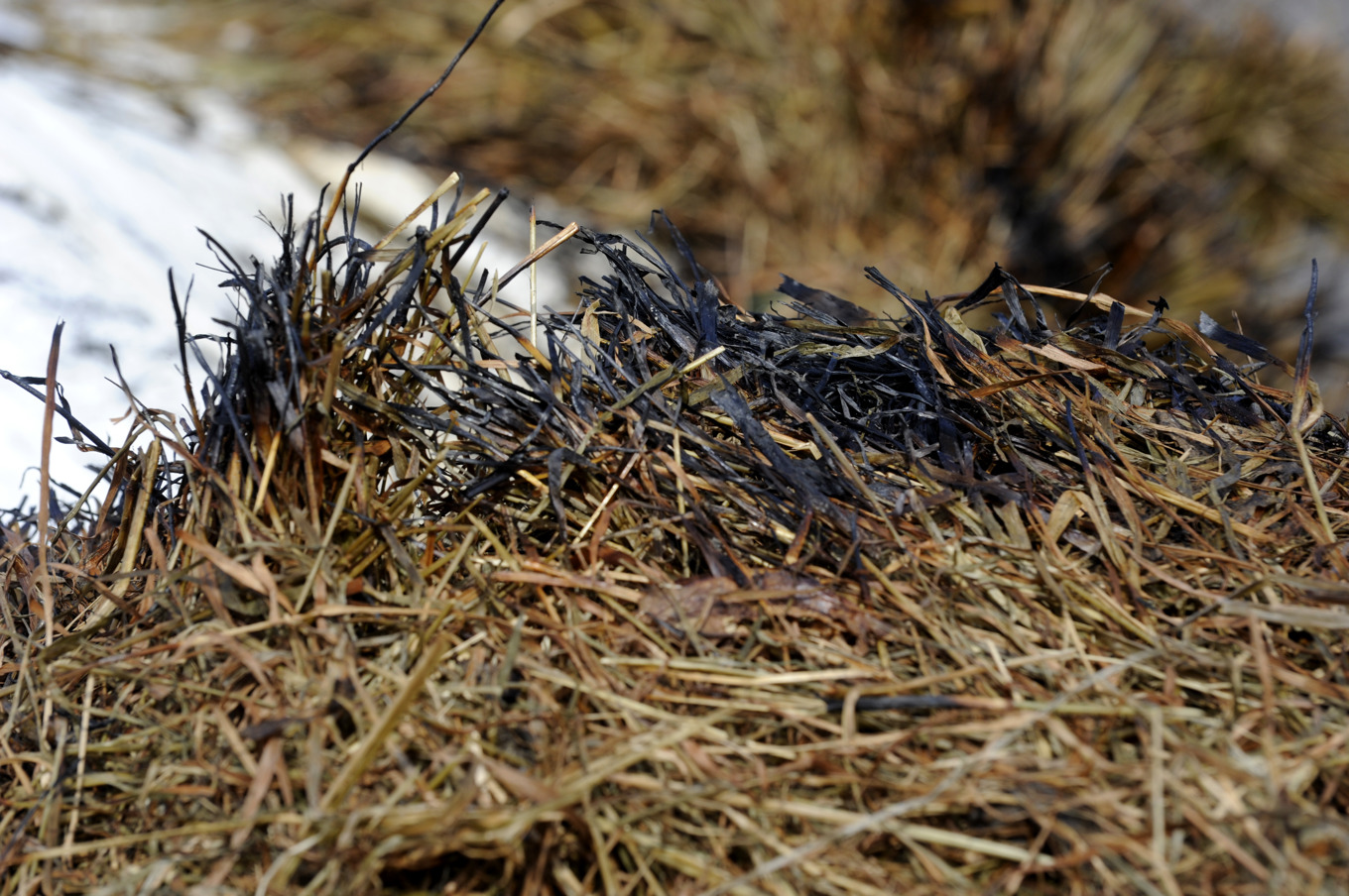 Det är stor risk för gräsbrand i delar av Sverige. Arkivbild. Foto: Pontus Lundahl/TT