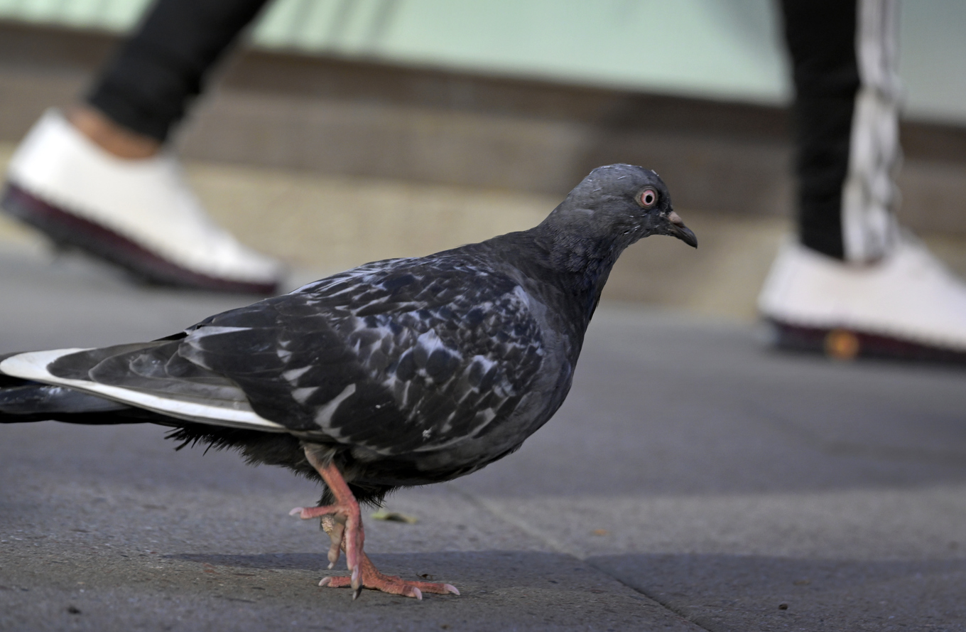 ”Pekinganka”. Arkivbild. Foto: Janerik Henriksson/TT