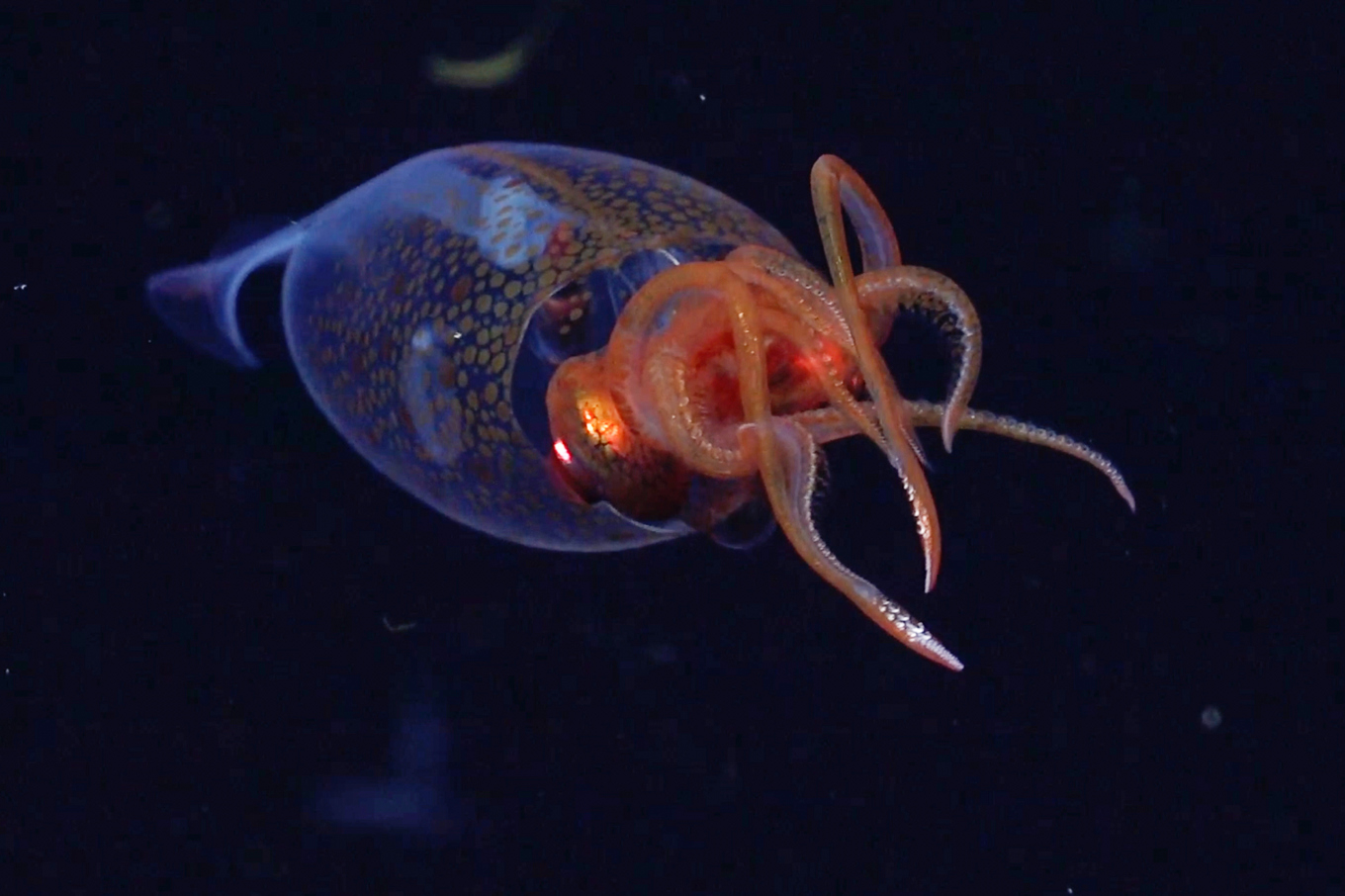 Den unga kolossbläckfisken fångades på bild på 600 meters djup i Sydatlanten. Foto: ROV SuBastian/AP/TT