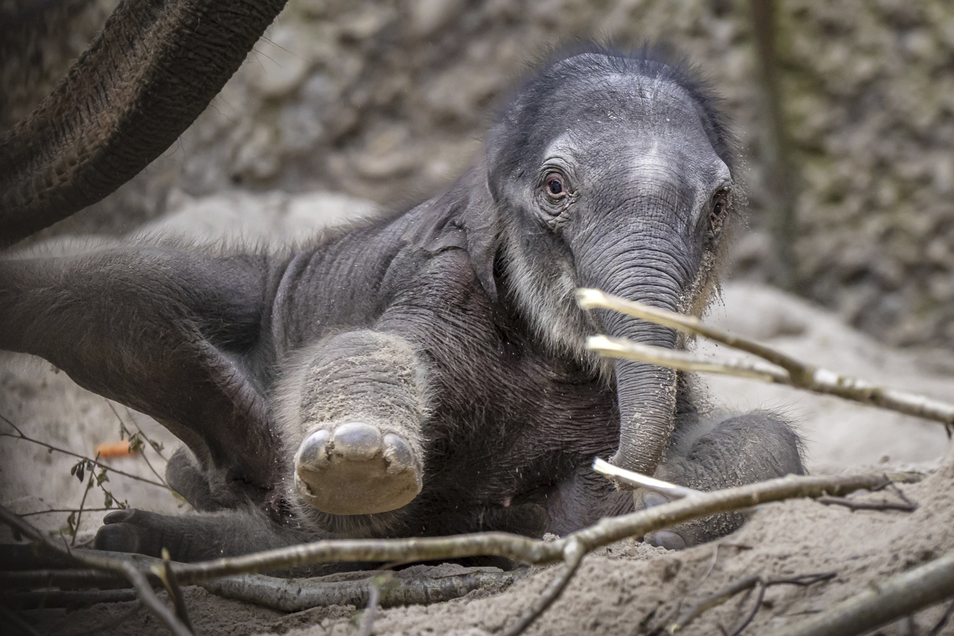 Den nyfödda elefantungen som ännu inte har fått ett namn. Foto: Michael Buholzer/AP/TT
