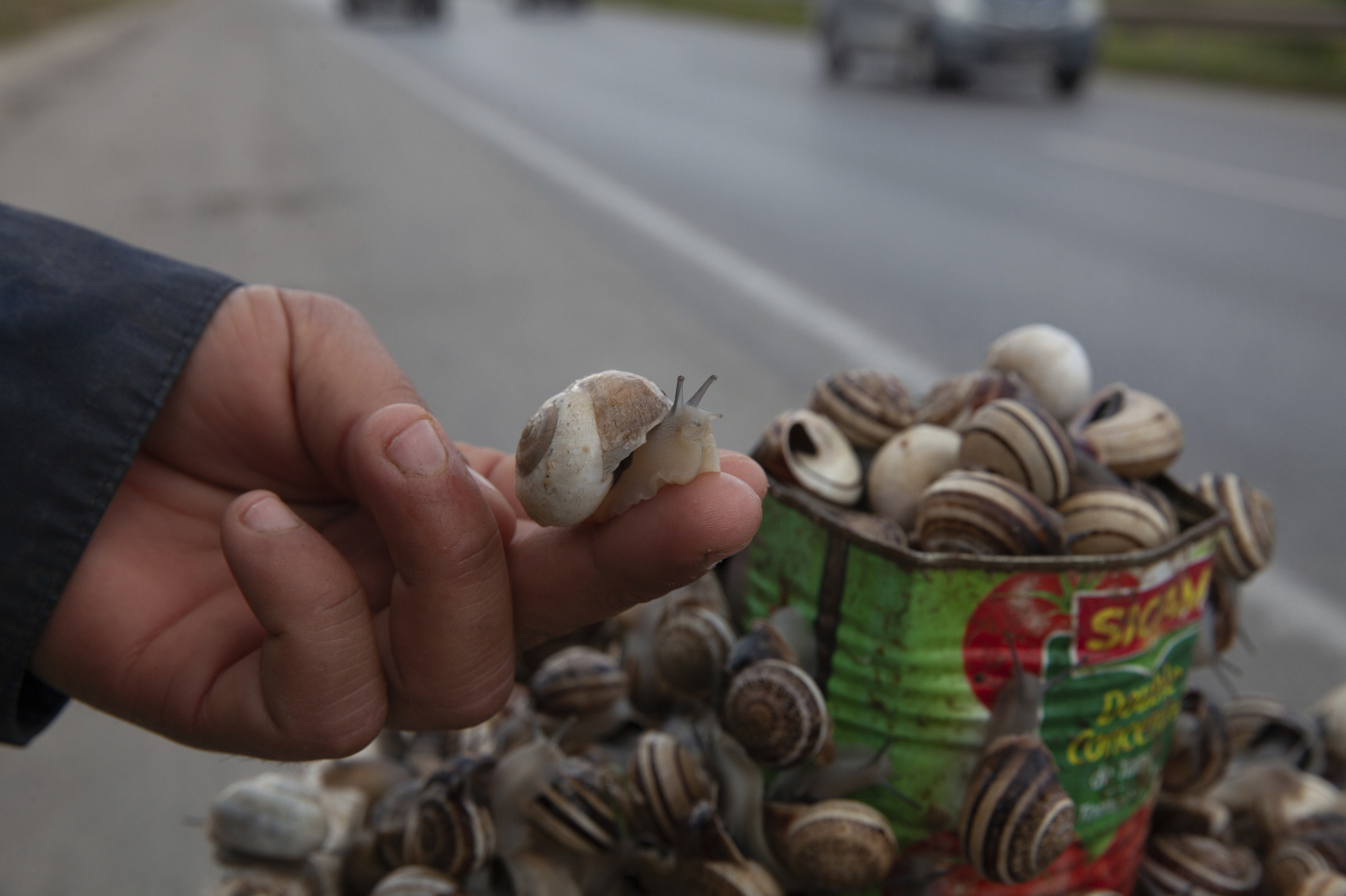 Sniglar till salu vid vägkanten i Sousse, Tunisien. Foto: Ons Abid/AP/TT