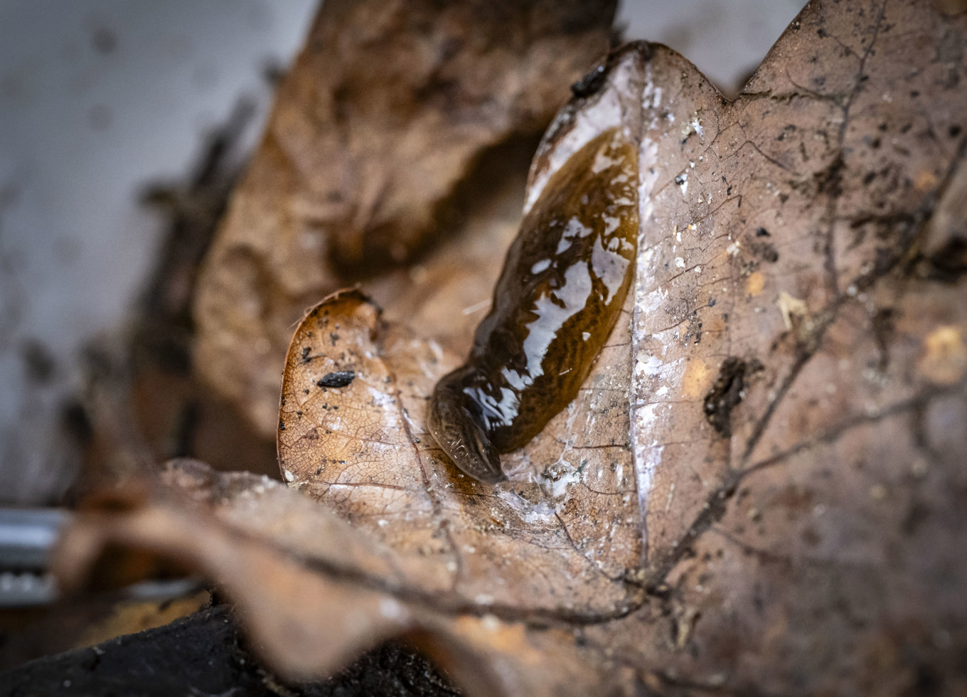 Ett exemplar av den invasiva arten lövplattmask (Obama nungara) fotograferad i Helsingborg i april 2025. Foto: Johan Nilsson / TT