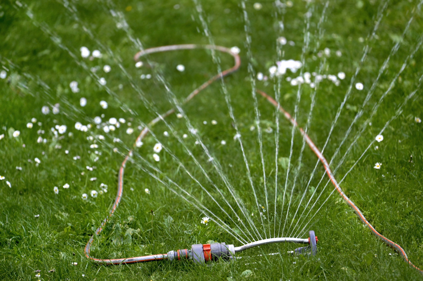 Det kan bli bevattningsförbud i sommar eftersom grundvattnet är lågt. Arkivbild. Foto: Janerik Henriksson/TT