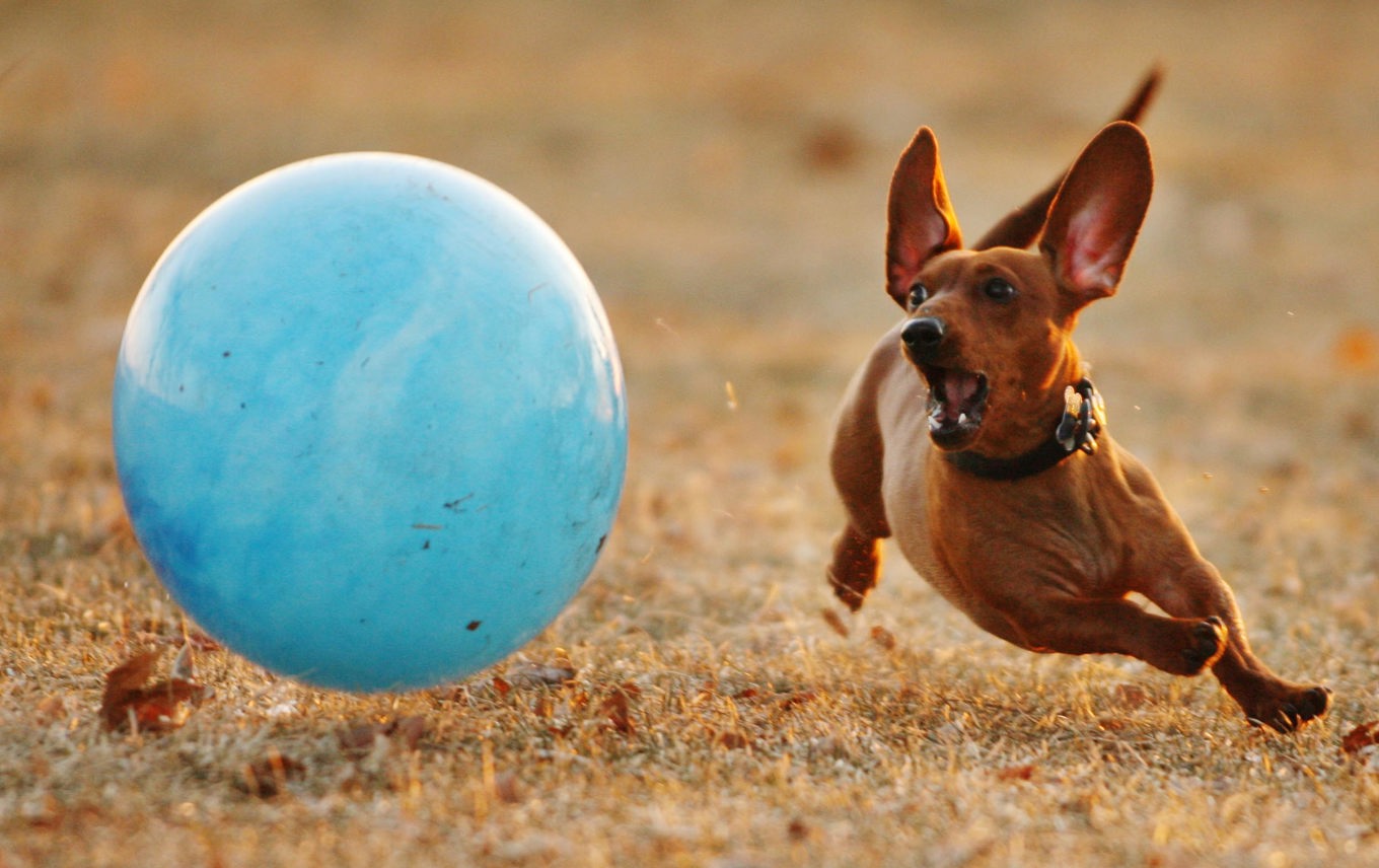 En annan dvärgtax. Valerie har svart päls och väger fyra kilo. Arkivbild Foto: John Maniaci/AP/TT