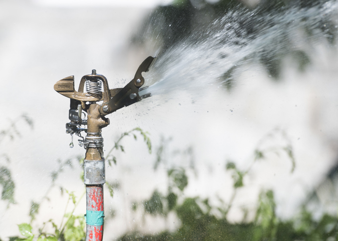 En vattenkris med bevattningsförbud kan vänta i södra Sverige sommar. Arkivbild. Foto: Fredrik Sandberg/TT