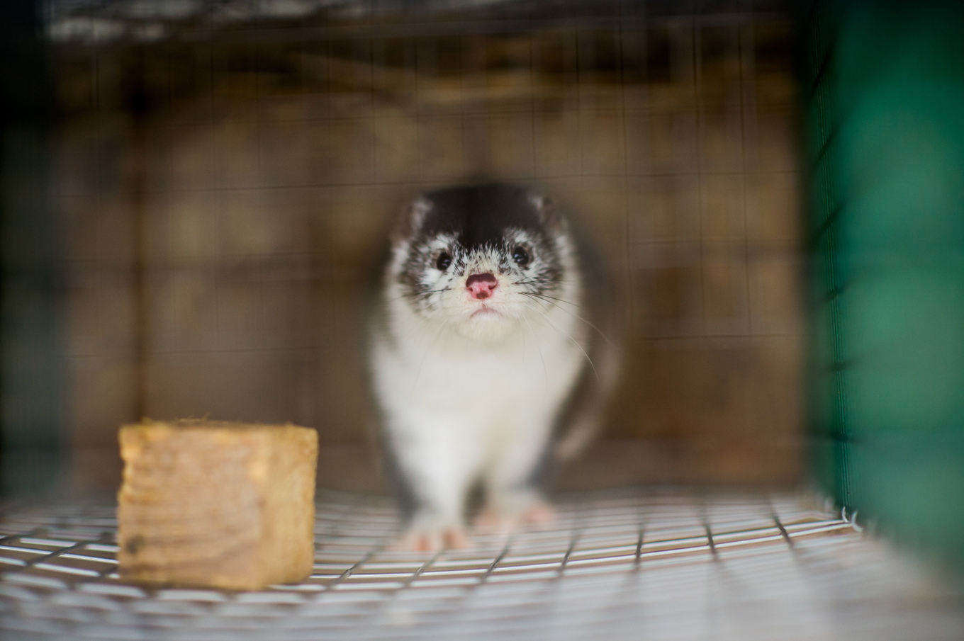 Svensk minkuppfödning går i graven. Den största minkfarmen har haft tillstånd för 7 200 avelshonor. Arkivbild. Foto: Patric Söderström/TT
