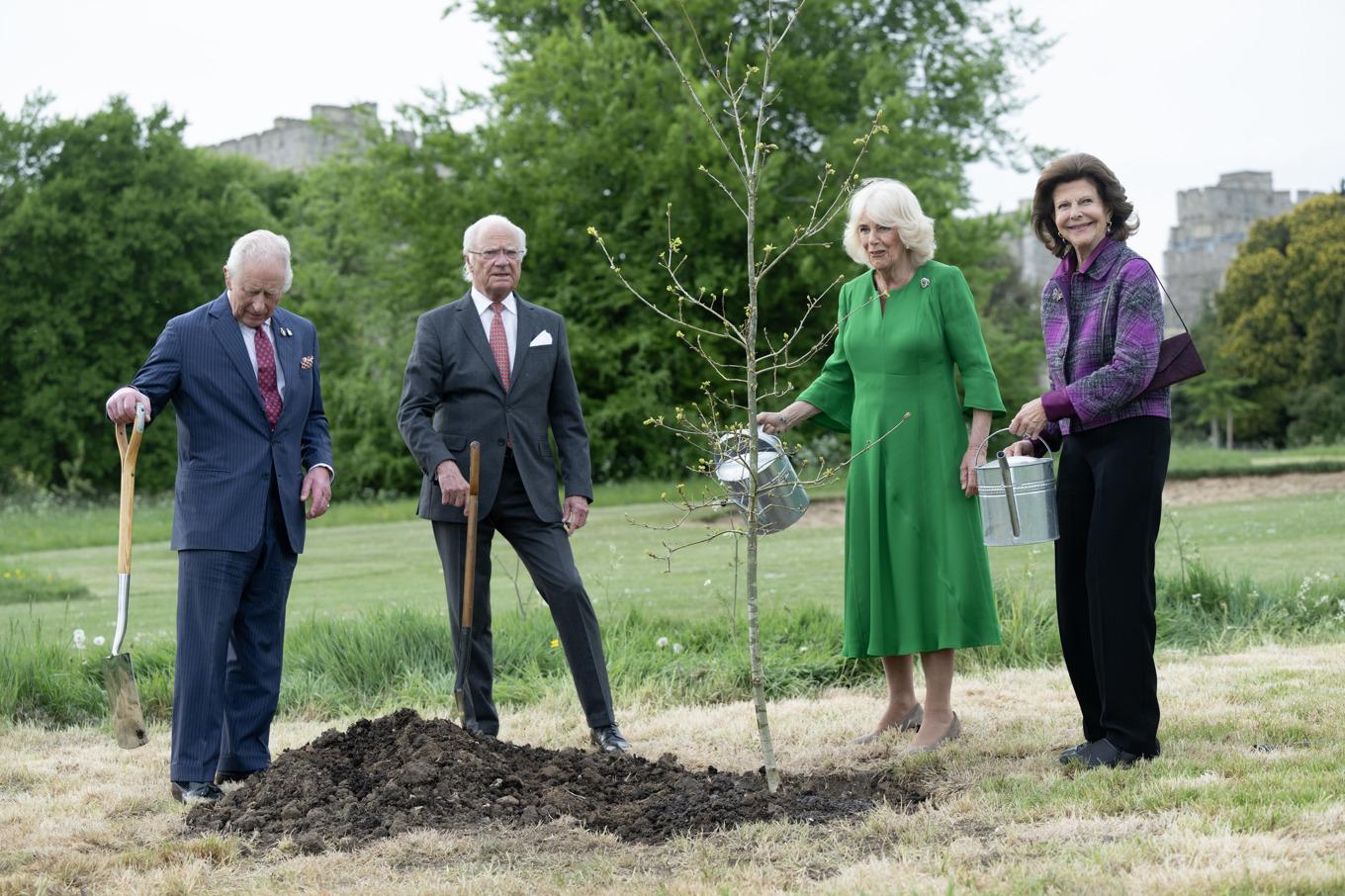 Drottningarna vattnar den nyplanterade tio år gamla Solliden-eken. Foto: Fredrik Sandberg/TT