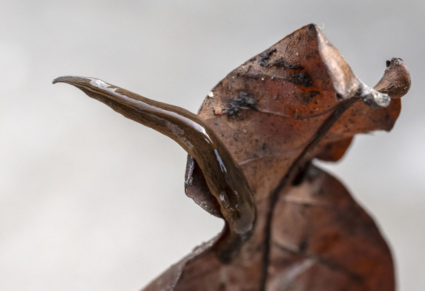Lövplattmasken (Obama nungara) är ett aggressivt rovdjur. Arkivbild. Foto: Johan Nilsson / TT