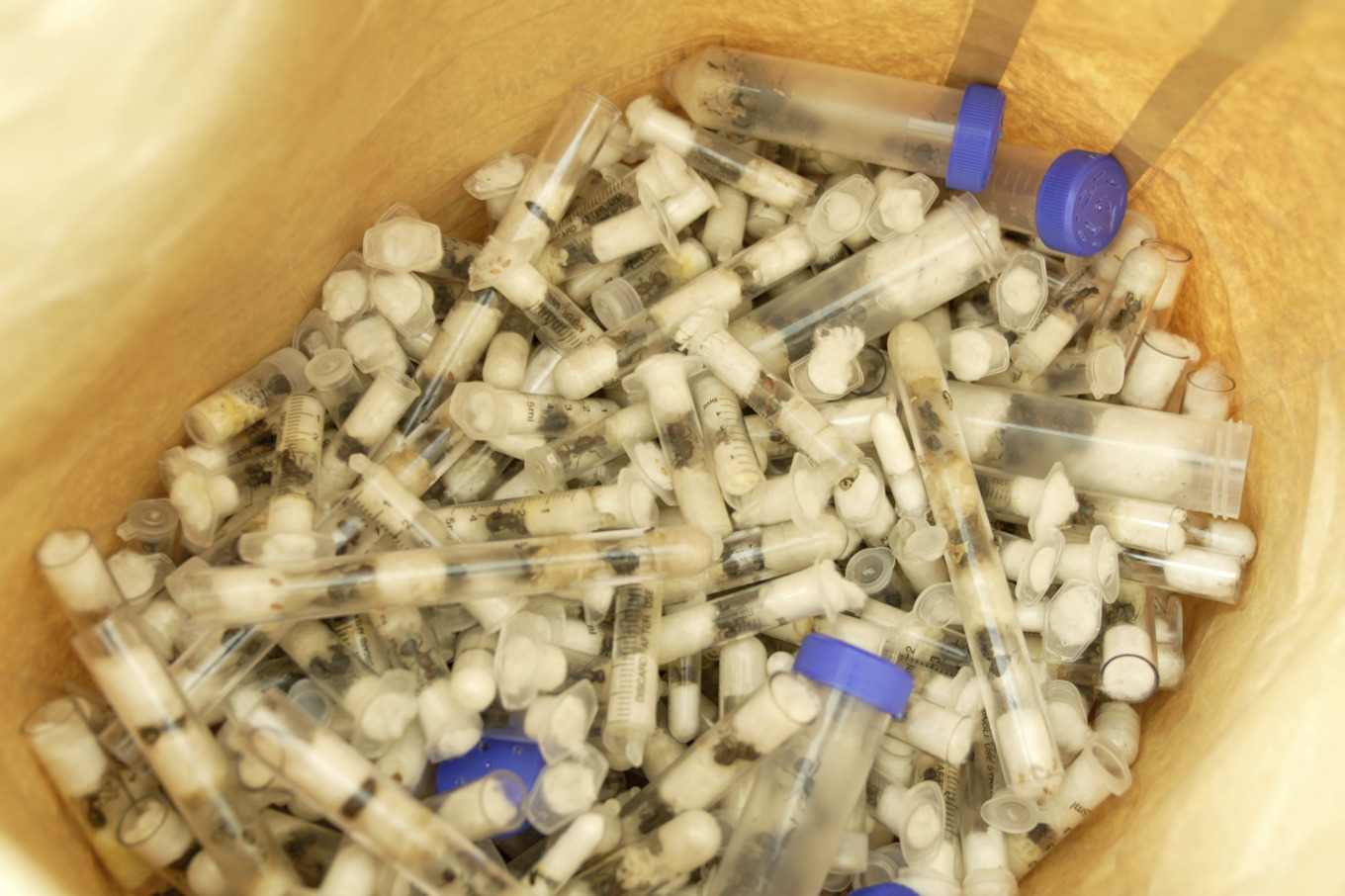 Myrorna som belgarna tänkte smuggla ut ur Kenya på en bild tagen i april. Foto: Brian Inganga/AP/TT