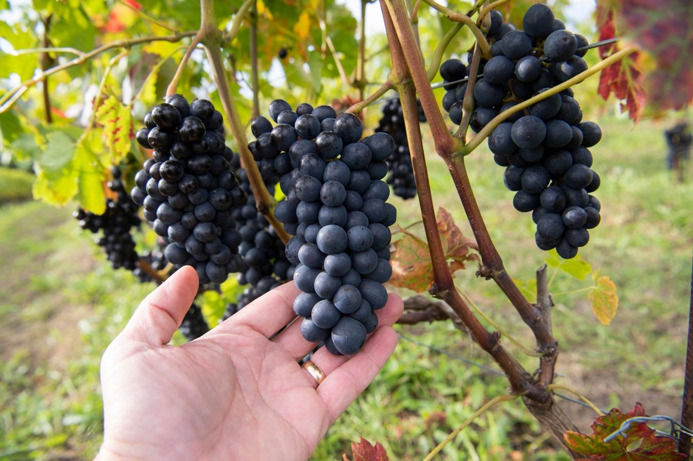 Från den 1 juni tillåts gårdsförsäljning av vin. Men den måste föregås av ett 30 minuter långt besöksarrangemang. Arkivbild. Foto: Fredrik Sandberg/TT