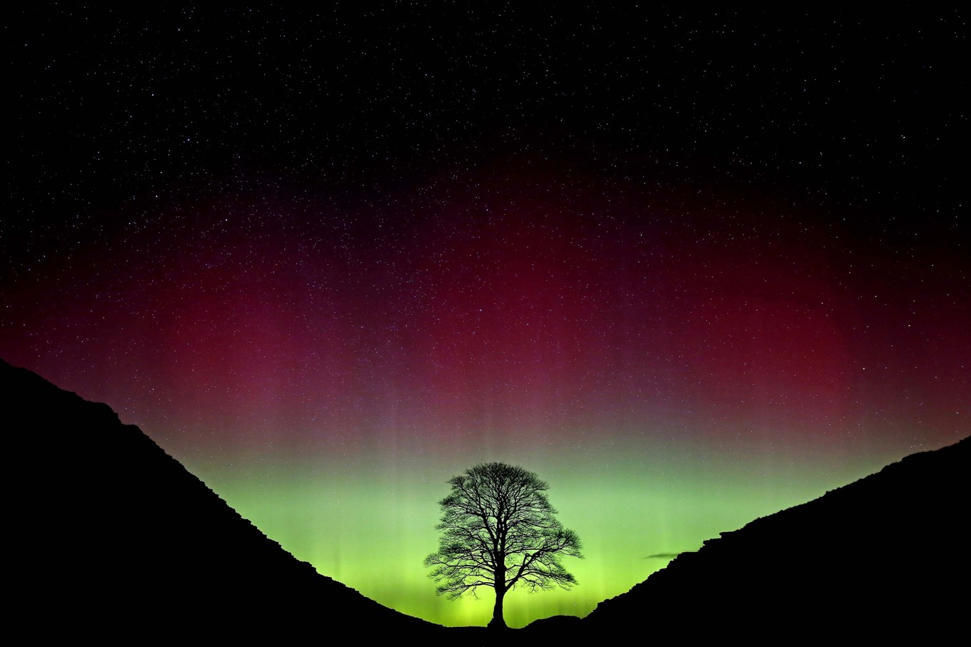 Det brittiska nu fällda kändisträdet Sycamore Gap, fotograferat mot norrsken 2016. Foto: Owen Humphreys/AP/TT