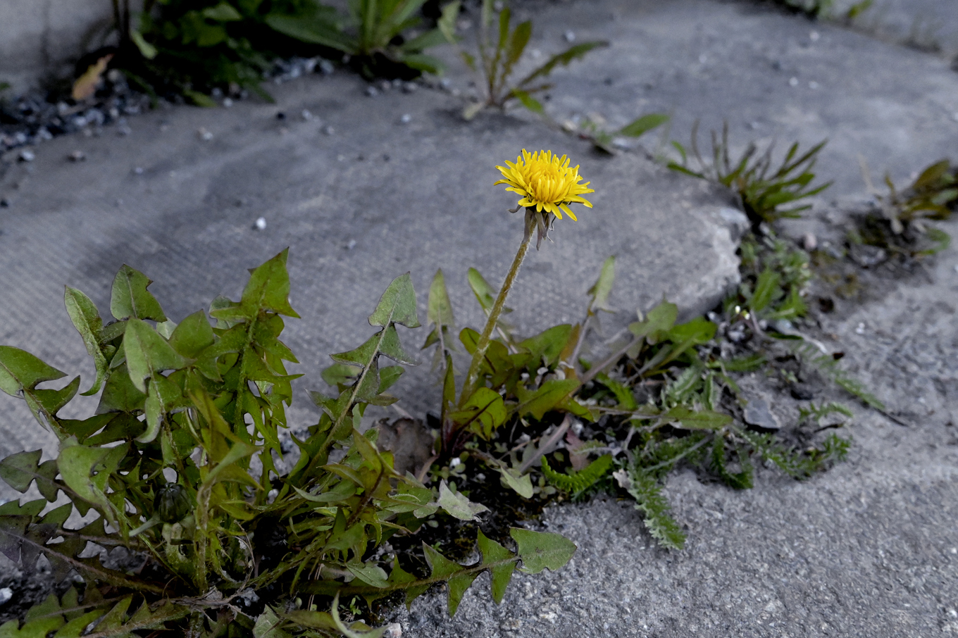 Maskrosor bidrar mer till naturen än man tidigare trott enligt forskning. Arkivbild. Foto: Janerik Henriksson/TT