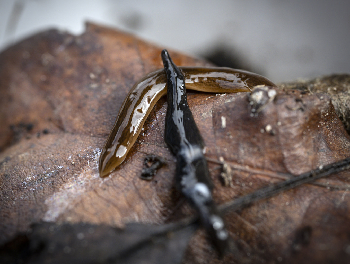 Två exemplar av den invasiva arten lövplattmask, fotograferade i Helsingborg i april 2025. Foto: Johan Nilsson / TT