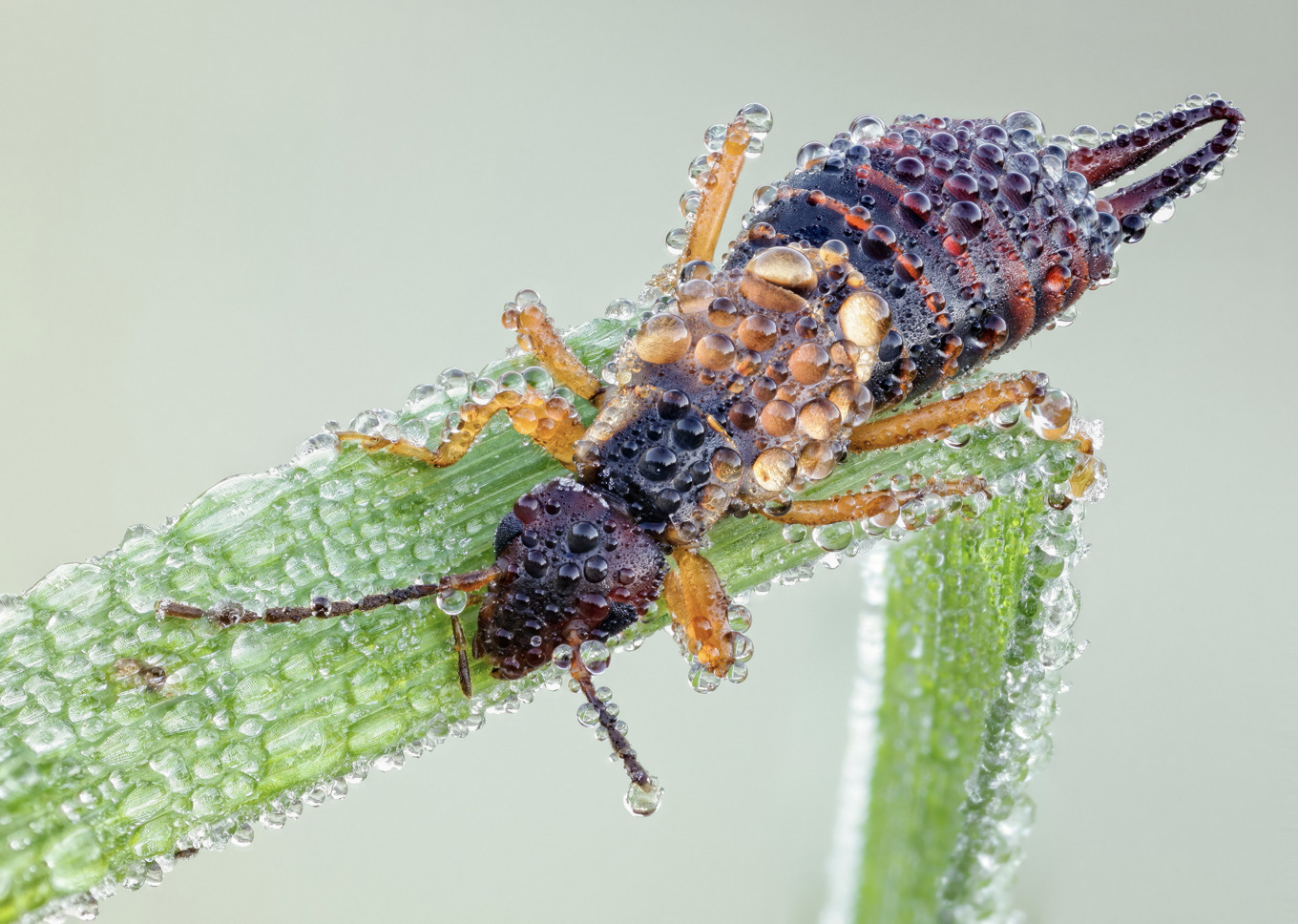 Tvestjärten äter gärna bladlöss och hjälper till i trädgården. Foto: John Hallmén
