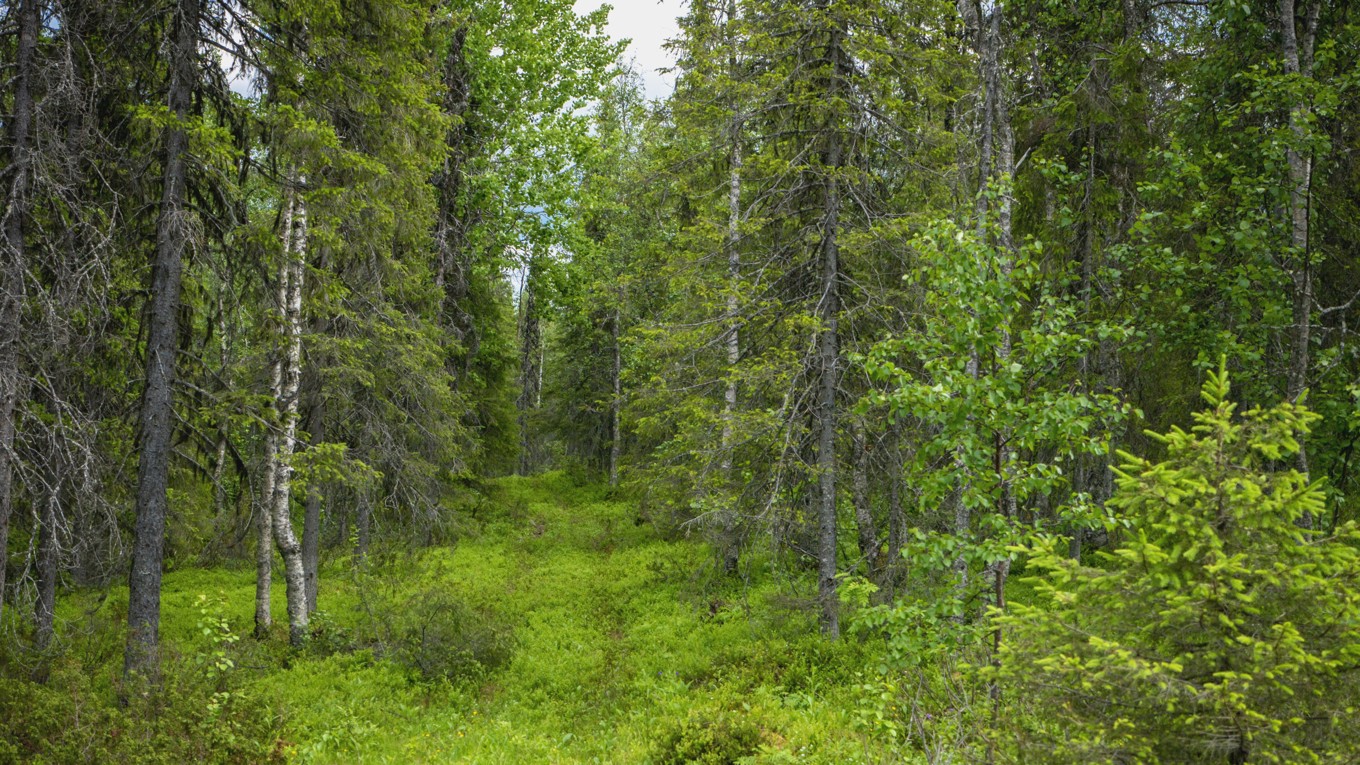 Utbildning för arbete i skogen attraherar alltfler undgomar. Foto: Bilbo Lantto