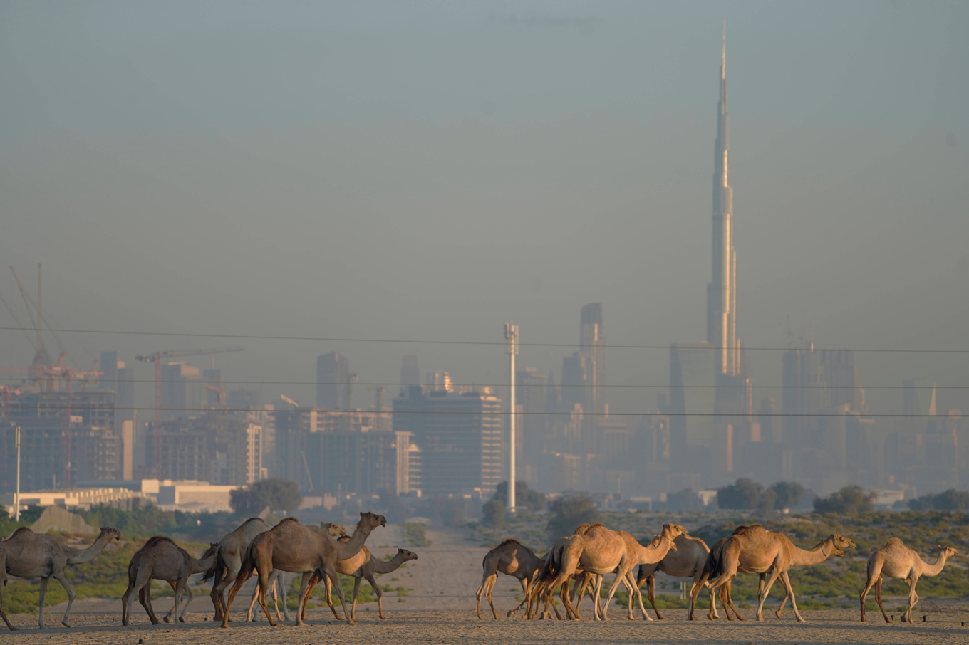 Kameler i emiratet Dubai. Arkivbild. Foto: Jon Gambrell/AP/TT