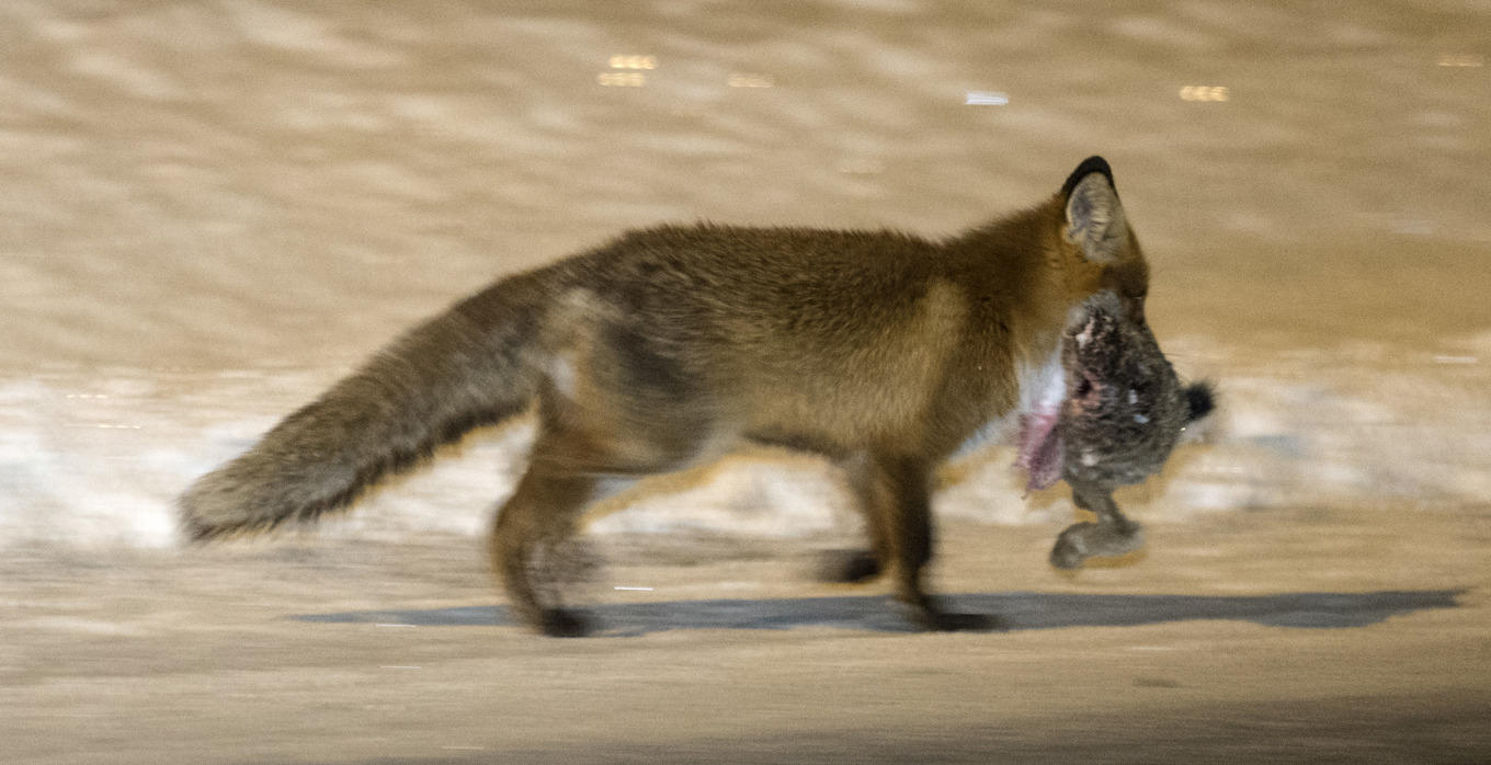 Dvärgbandmask sprids när smågnagare får i sig parasitägg. När räven äter gnagaren utvecklas maskar i rävens tarmsystem. Arkivbild. Foto: Johan Nilsson/TT