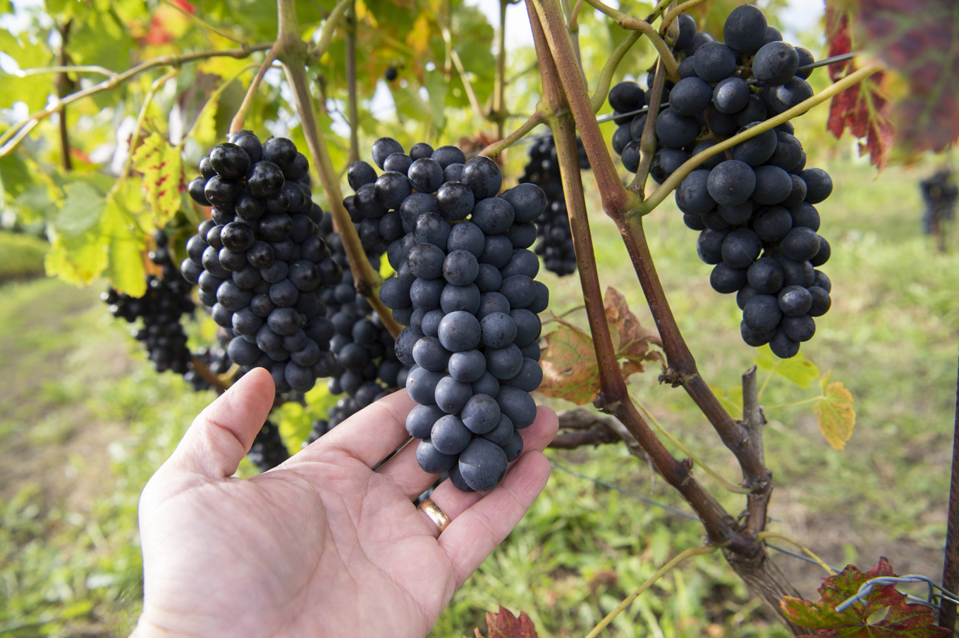 Det är stora skillnader mellan kommunerna vad det kostar att ansöka om att få starta gårdsförsäljning. Likaså kommer handläggningstiderna att variera och även mellan vilka klockslag gårdsförsäljning tillåts. Arkivbild. Foto: Fredrik Sandberg/TT