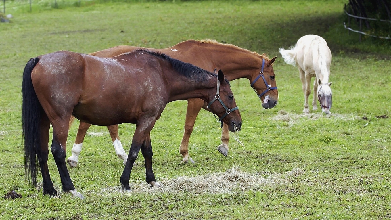 Får en häst akut kolik är det viktigt att snabbt nå en veterinär. Foto: Fredrik Sandberg/TT