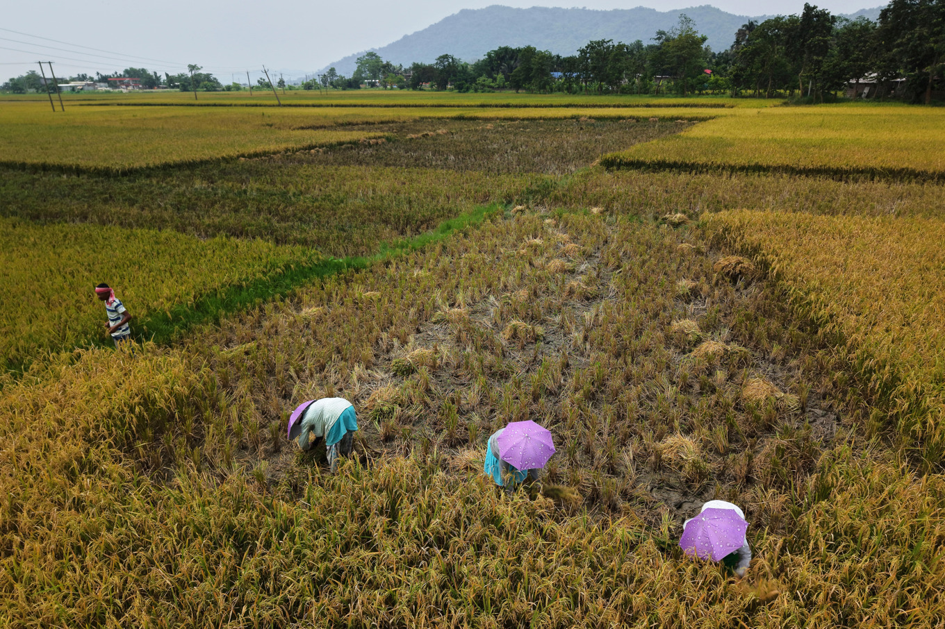 De flesta av världens länder är beroende av import för att föda sin befolkning, enligt en ny studie. Risodling i Gawahati i Inden. Foto: Anupam Nath/AP/TT