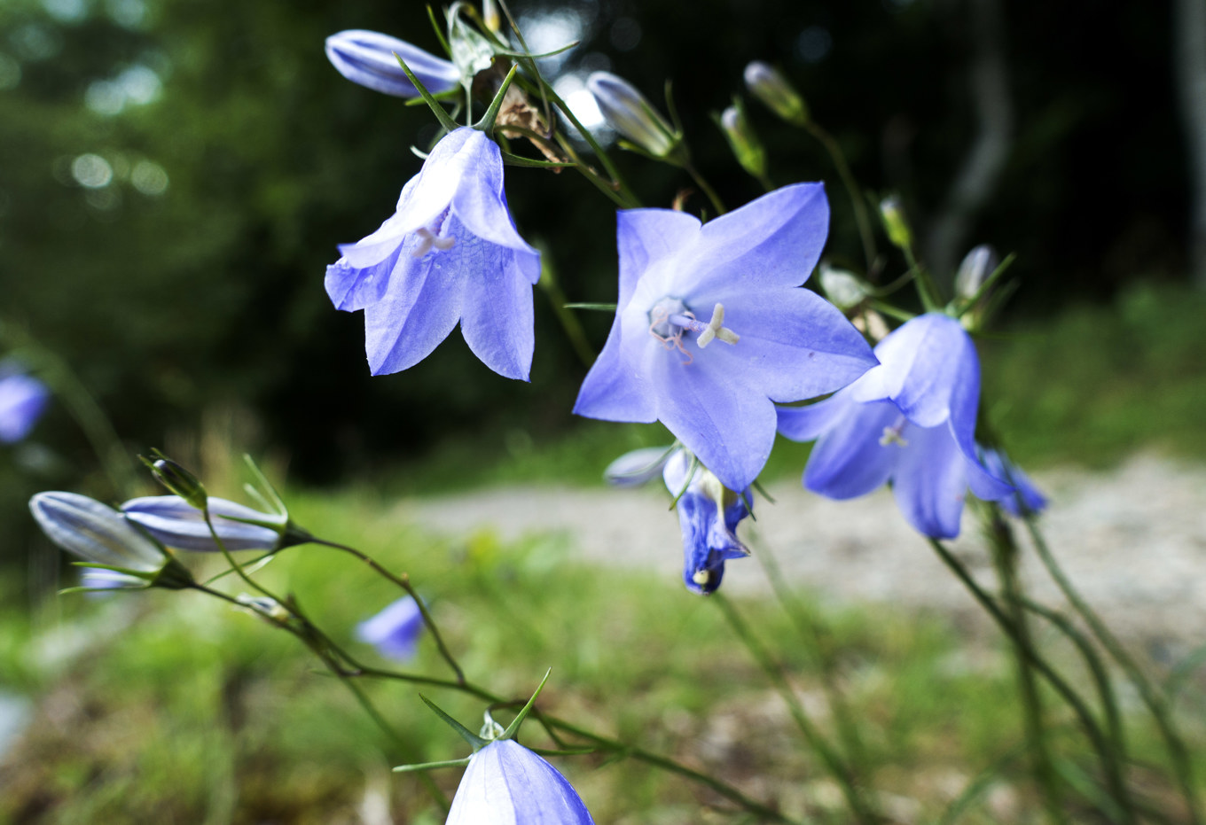 Senblommande liten blåklocka är en av de blommor som kommer tidigare. Arkivbild Foto: Gorm Kallestad/NTB/TT