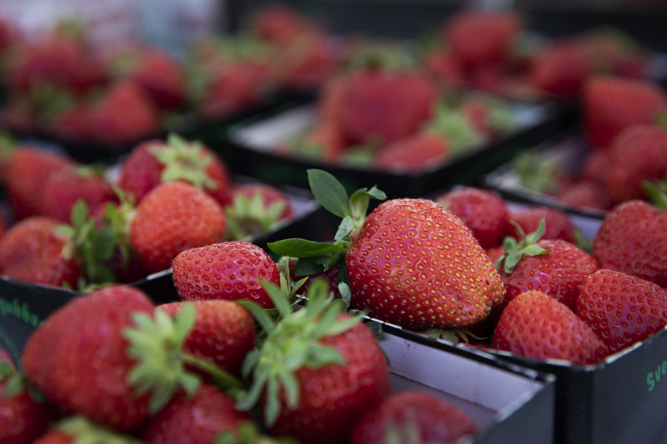 Det råder brist på jordgubbar inför midsommar. Arkivbild. Foto: Mickan Mörk/TT