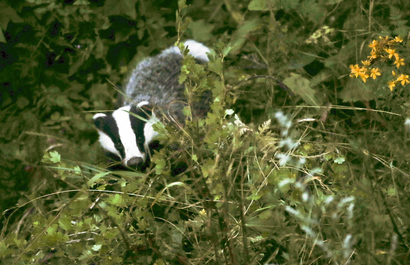 Lever farligt på regementet trots allt. Arkivbild. Foto: Terje Pedersen/NTB/TT
