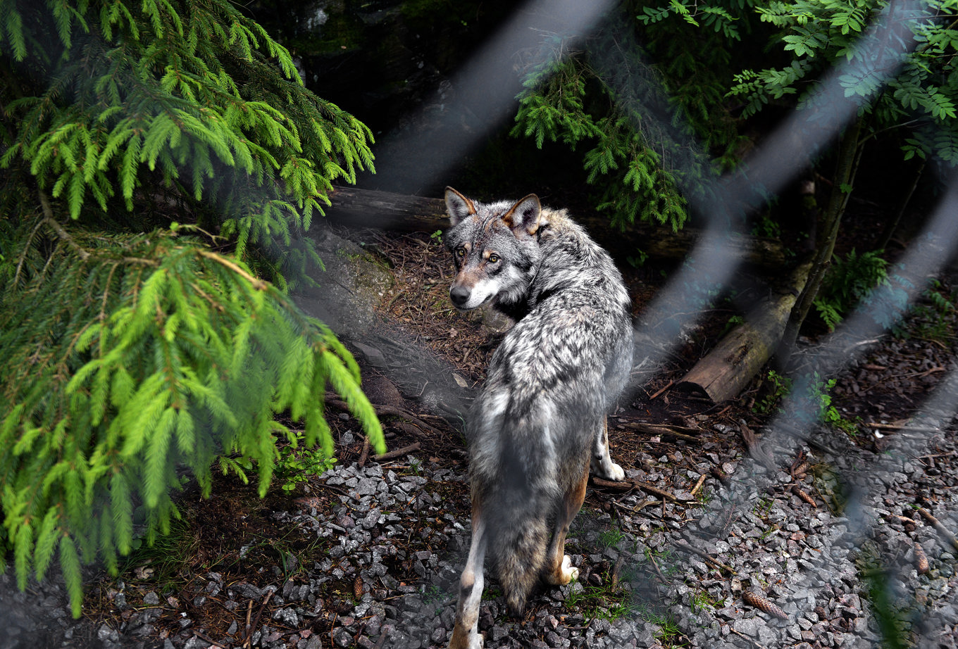 Vargen i Skåne närmade sig allt mer tätbebyggt område. Denna varg är dock från Kolmården. Foto: Tomas Oneborg /SvD/TT