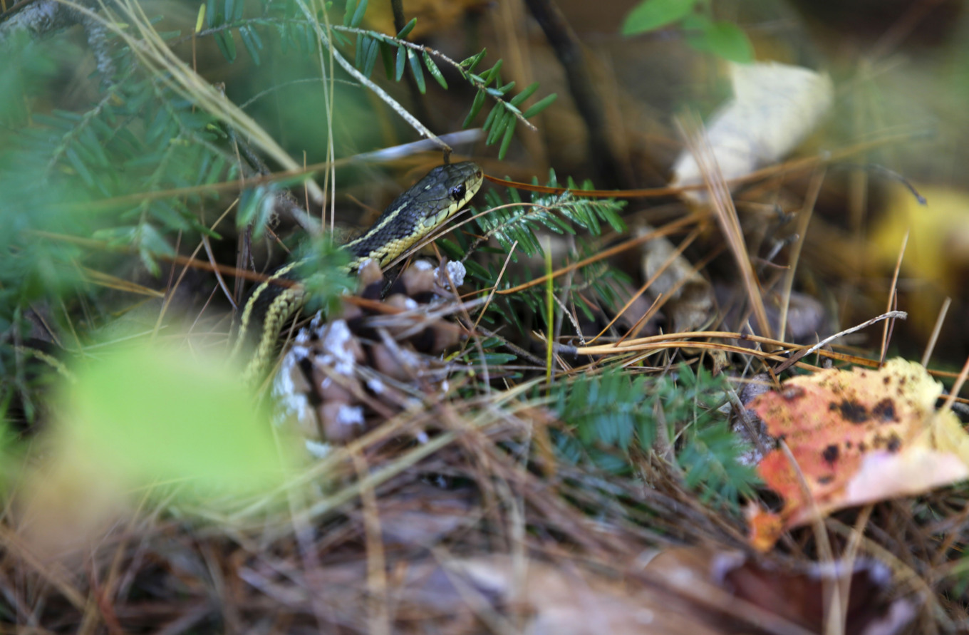 En strumpebandssnok. Arkivbild. Foto: Caleb Jones/AP/TT