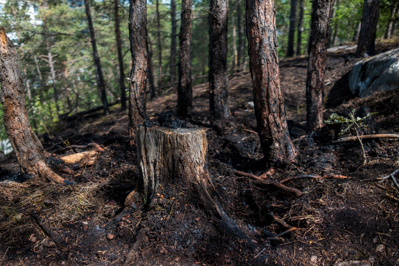 En ny utredning ska titta på om markägares äganderätt ska stärkas. Arkivbild. Foto: Magnus Lejhall/TT