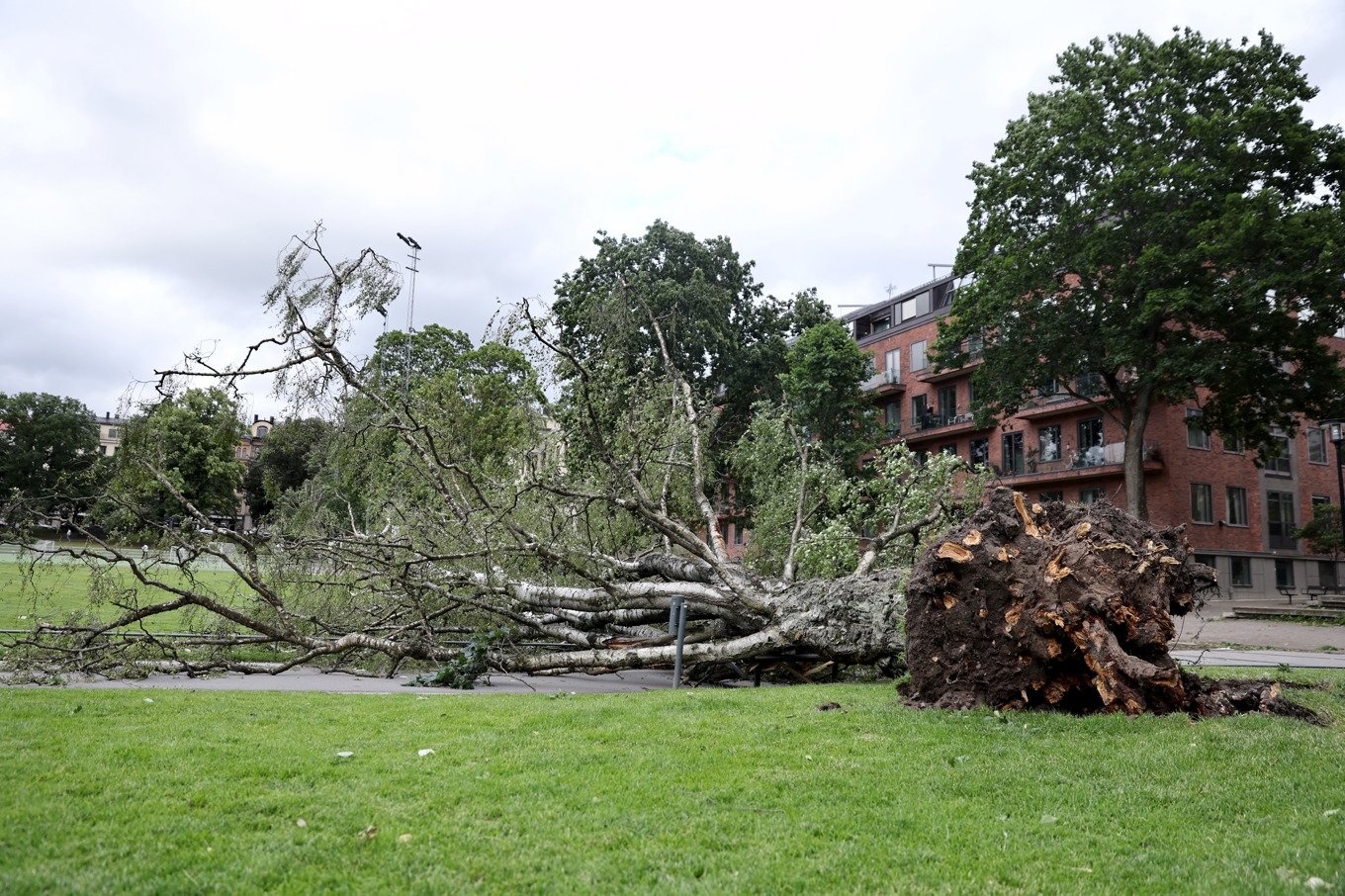 En man skadades när ett träd föll i den hårda blåsten i Vasaparken på torsdagseftermiddagen. Foto: Caisa Rasmussen/TT