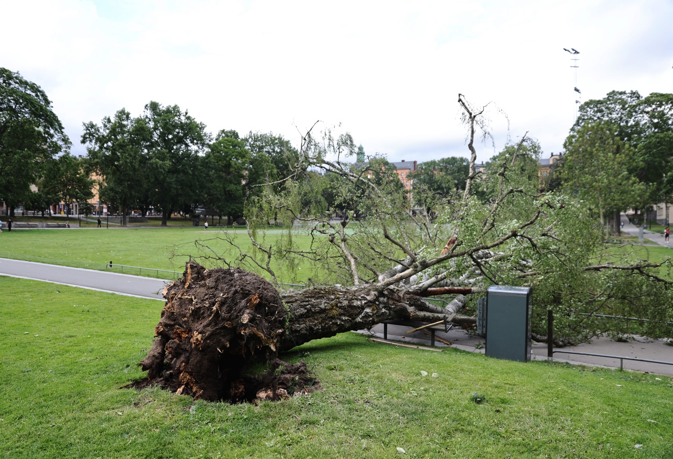 En person skadades allvarligt efter att ett träd fallit i den hårda blåsten i Vasaparken i Stockholm på torsdagen. Foto: Caisa Rasmussen/TT