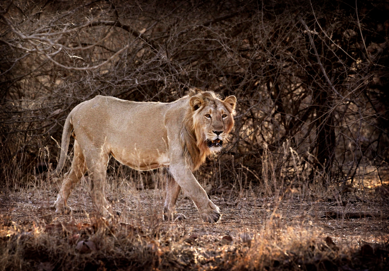 Ett lejon har attackerat tre personer på en gata i Lahore i Pakistan. På bilden ett annat lejon. Foto: Rajanish Kakade/AP/TT